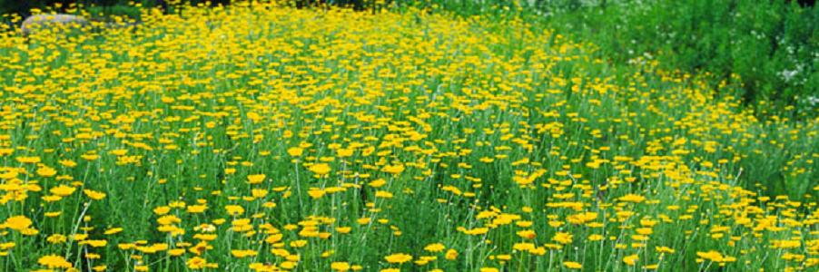 ���V�̗���ɂ��āA����ǂ��ďڂ������J�ɉ������T�C�g�w���V�̗���x